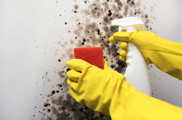 Best Basement Mold Remediation in Weldon Spring, MO