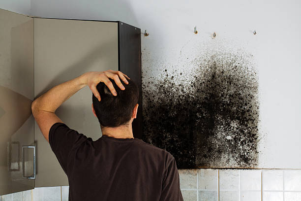 Best Basement Mold Remediation in Weldon Spring, MO